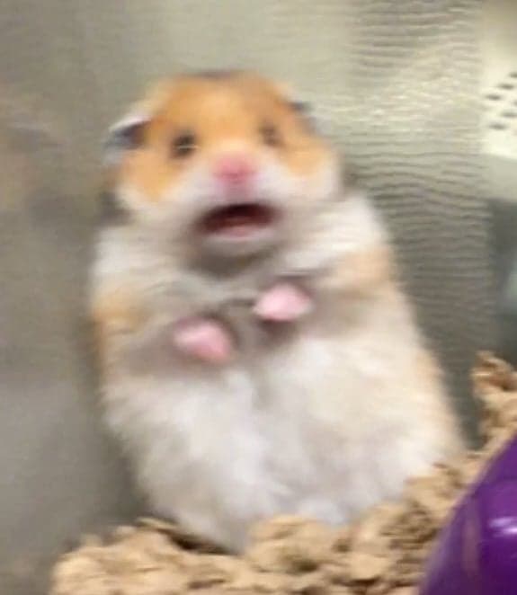 Halloween Hammy, a fluffy hamster frozen mid-scream